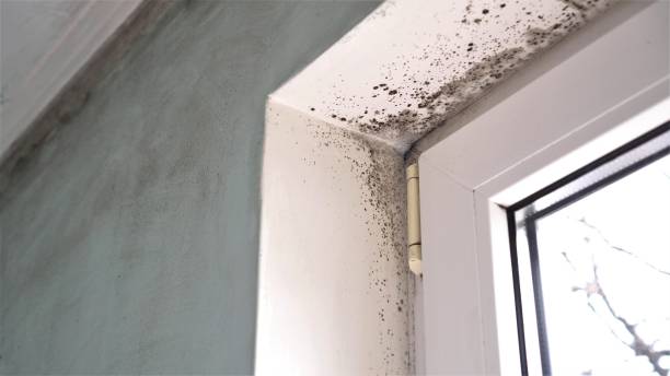 Best Basement Mold Remediation in Martinez, GA