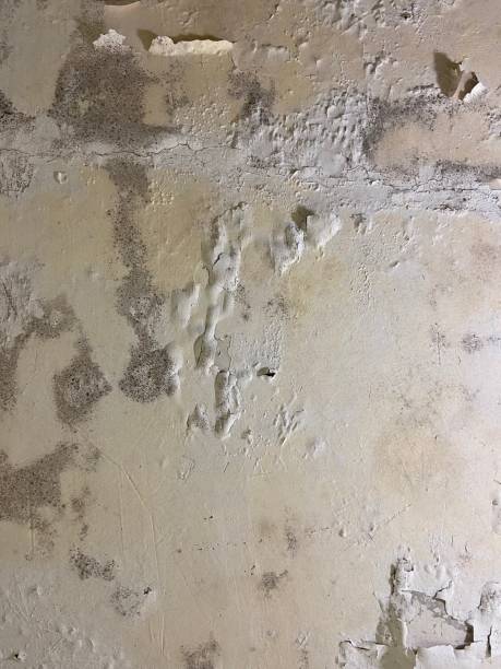 Best Commercial Mold Remediation in Martinez, GA