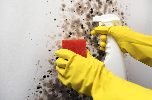 Best Residential Mold Remediation in Martinez, GA