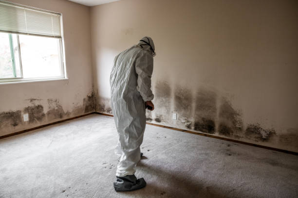 Best Post-Flood Mold Remediation in Martinez, GA